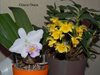 Cattleya Memoria Albert Wenzel